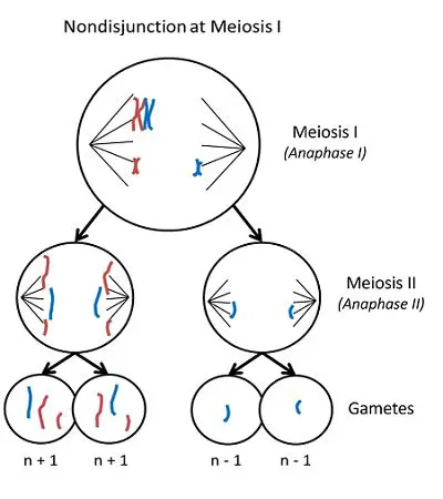 The Most Likely Result of Nondisjunction