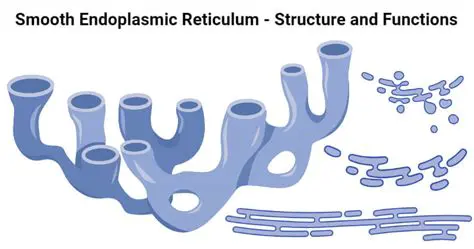 The Multifaceted Functions of the Smooth Endoplasmic Reticulum