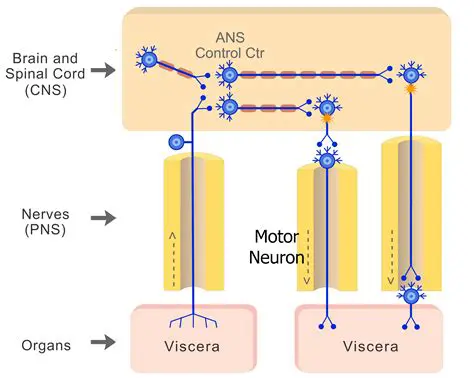 The Nervous System and Motor Neurons