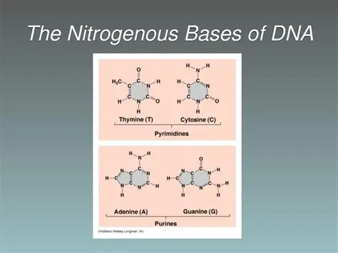The Nitrogenous Bases of DNA