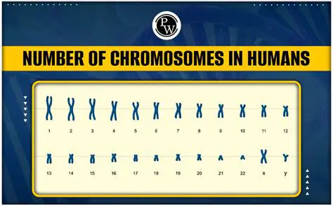 The Number of Human Chromosomes