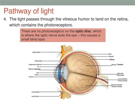 The Path of Light Through the Vertebrate Eye