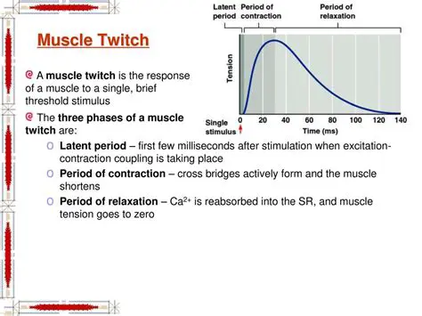 The Phases of a Muscle Twitch