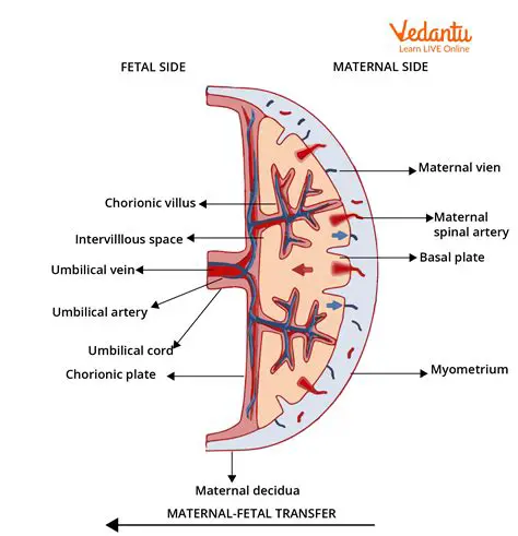 The placenta and its maternal bed