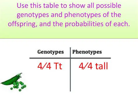 The Possible Genotypes and Phenotypes