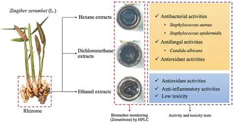 The Potential of Giring Rhizome Extract in Burns Treatment