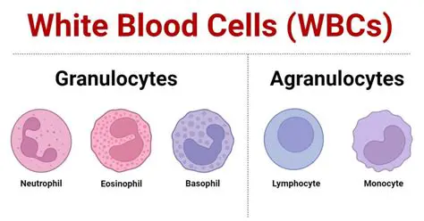 The Primary Function of White Blood Cells