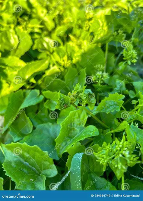 The Problem of Sembung Vines