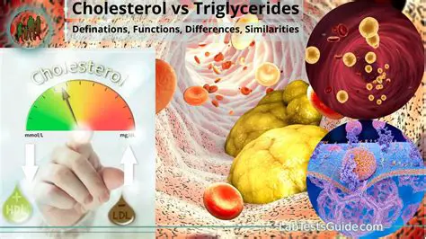 The Problem with Excessive Cholesterol and Triglycerides