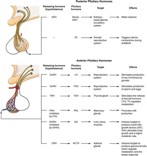 The Process of ADH Release from the Posterior Pituitary