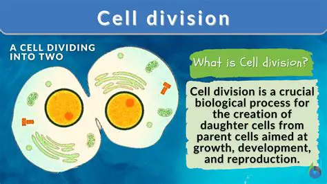 The Process of Cell Division