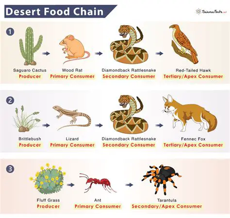 The Process of Eating and Eating in a Food Chain