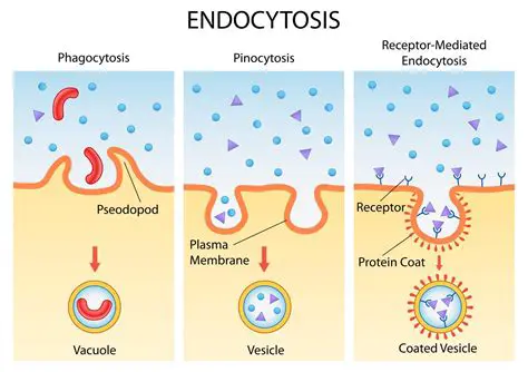 The Process of Endocytosis