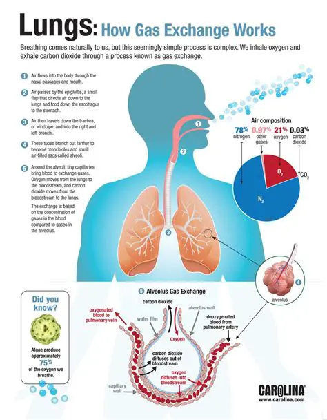 The Process of Gas Exchange in the Lungs