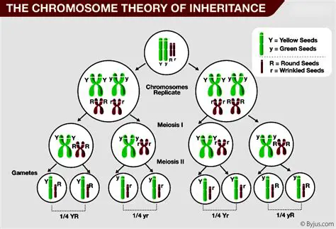 The Process of Inheritance