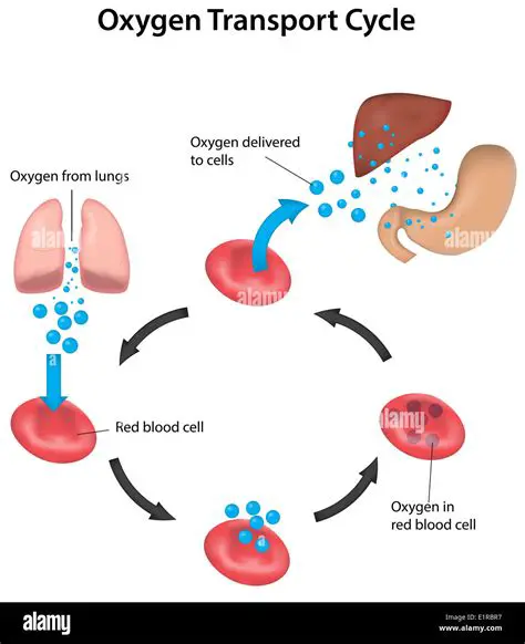 The Process of Oxygen Delivery