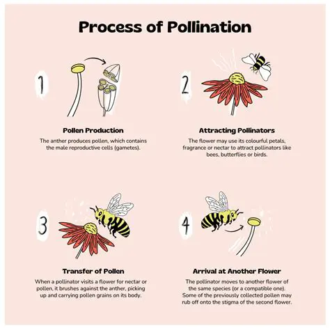 The Process of Pollination