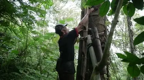 The Process of Taking the Palm Sap