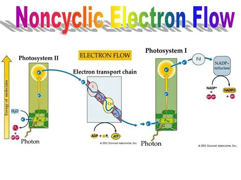 The Products of Noncyclic Electron Flow