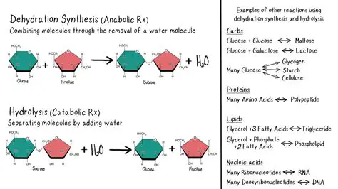 The Products of the Dehydration Reaction
