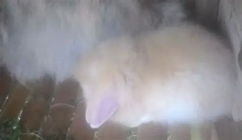 The Profile of Rabbit Farm Industry in Berastagi District