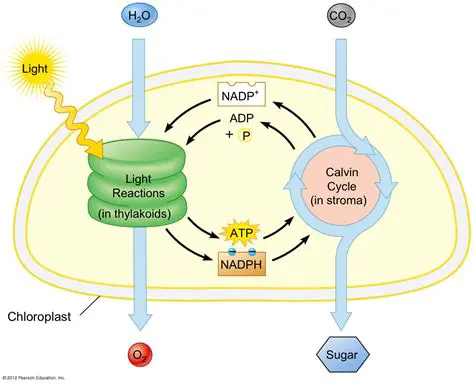The Reactants of Photosynthesis