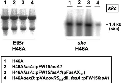 The Reality of SKC Systems
