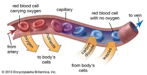 The Red Blood Cell Enters the Venous System