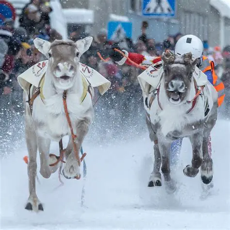 The Reindeer Racing Feature