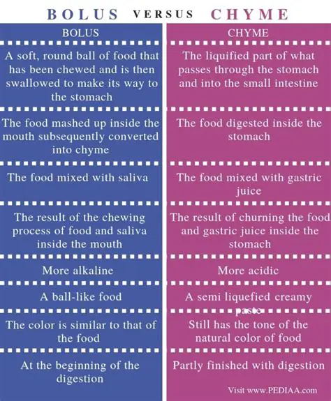 The Relationship Between Chyme and Bolus