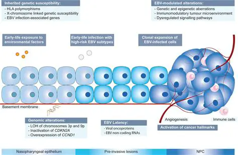 The Relationship between EBV and Nasopharyngeal Carcinoma