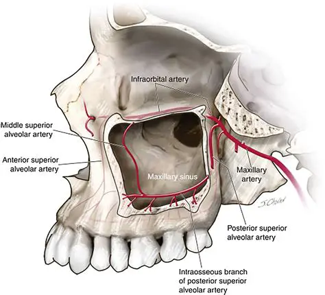 The Relationship Between Posterior Tooth Roots and Maxillary Sinus Base