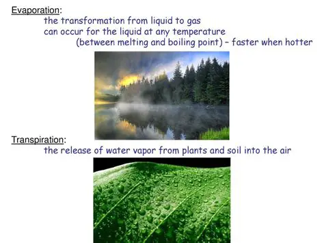 The Release of Water Vapor from Plants