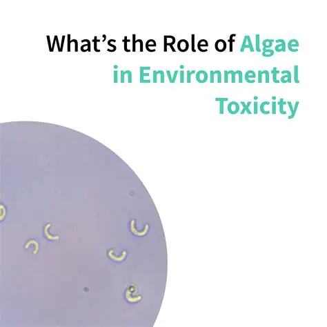 The Role of Algae in Pond Ecosystems