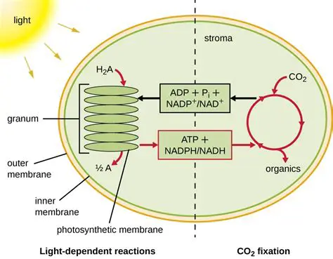 The Role of ATP and NADPH in Photosynthesis