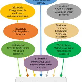 The Role of B Vitamins in Energy Production