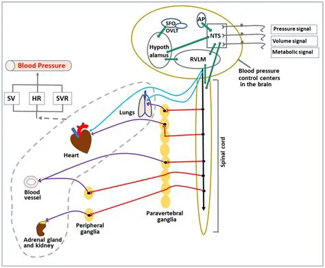 The Role of Blood Vessel Characteristics in Blood Pressure Regulation