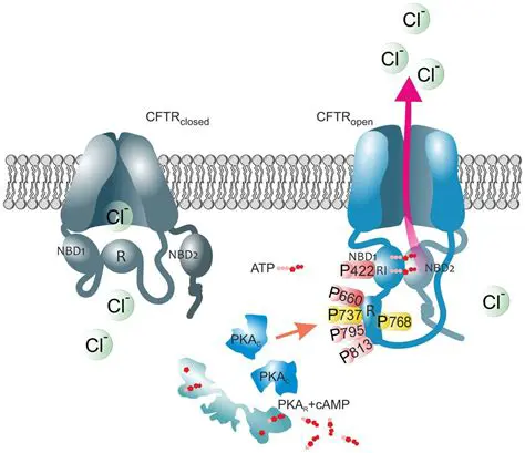 The Role of CFTR in Mucus Production