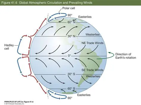 The Role of Circulation Patterns in Shaping Prevailing Winds