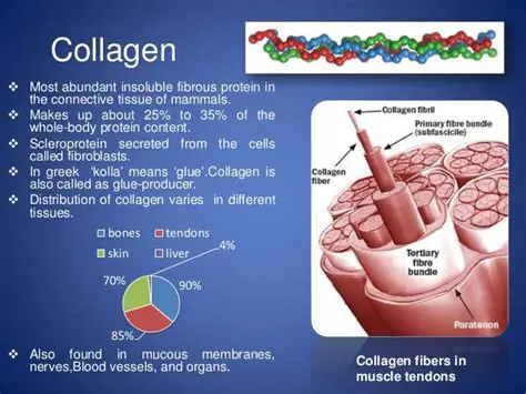 The Role of Collagen and Proteins