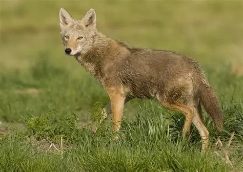 The Role of Coyotes in Forest Ecosystems