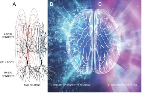 The Role of Electrical Signals in the Human Brain