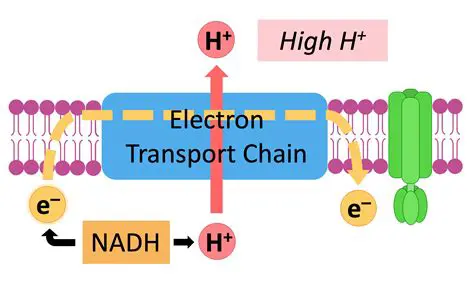 The Role of Electron Density in Acid Strength