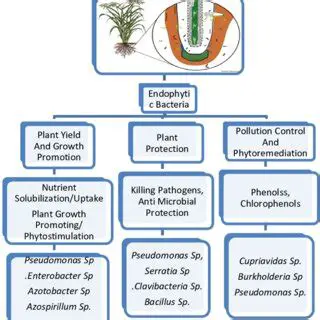 The Role of Endophytic Yeast in Plant Growth and Development