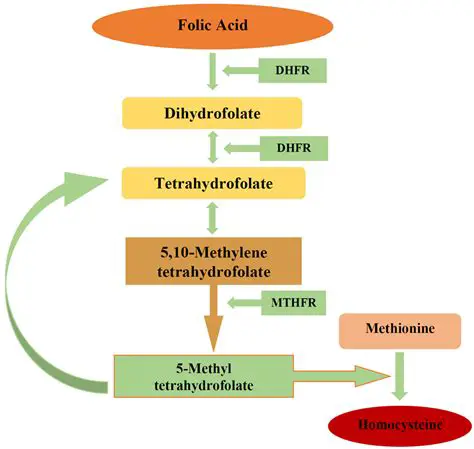 The Role of Folate in Fetal Development