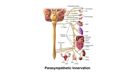The Role of Ganglia in the Parasympathetic Nervous System