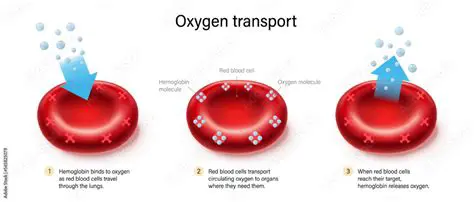 The Role of Hemoglobin in Oxygen Transport