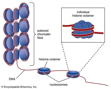 The Role of Histones in DNA Coiling