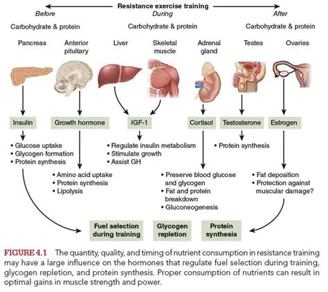The Role of Hormones in Metabolism