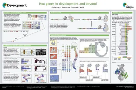 The Role of Hox Genes in Embryonic Development